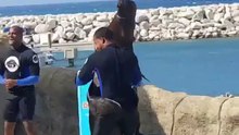 Foca dançando