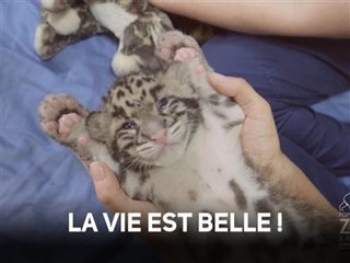 Instant meûgnon : ce bébé léopard adore être dorloté !
