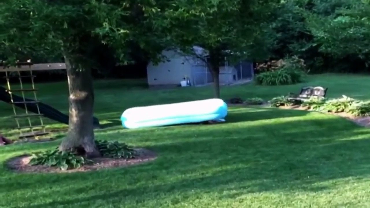 Best of 2015 Cute Funny Animals