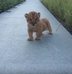 Un cachorro de león nos regala su mejor rugido