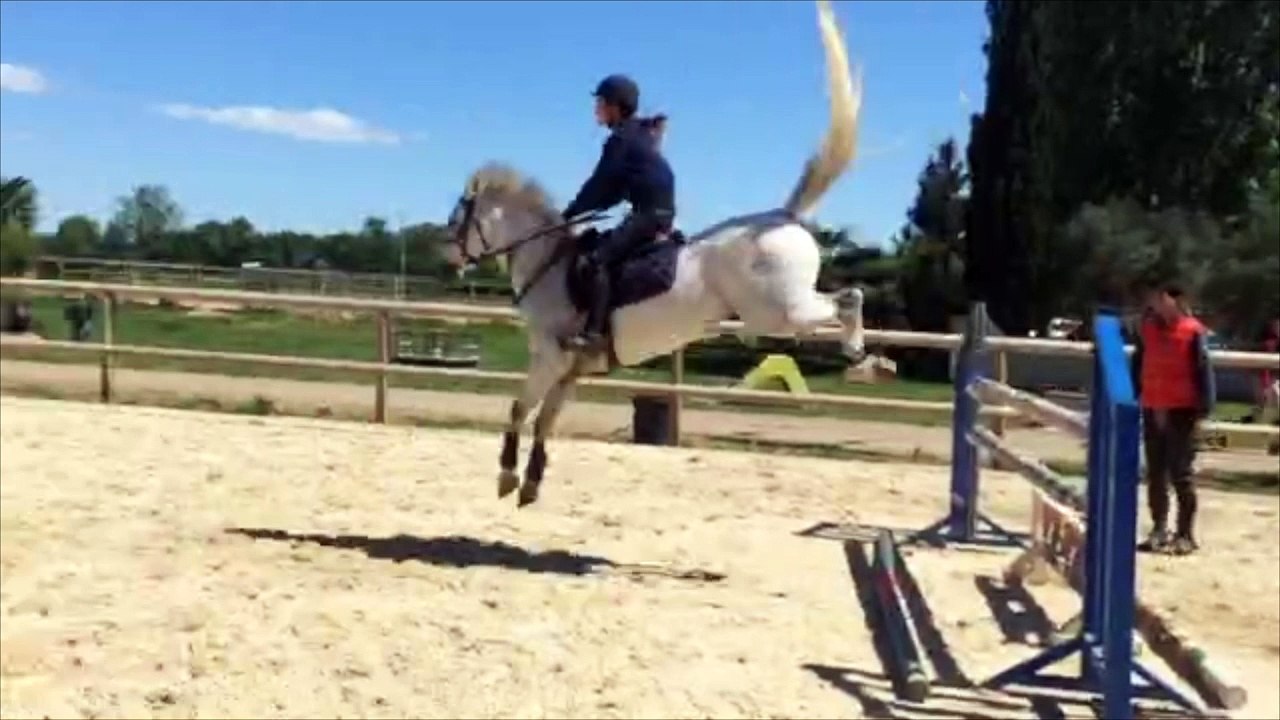Poney PFS hongre 11 ans top concours