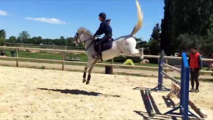 Poney PFS hongre 11 ans top concours