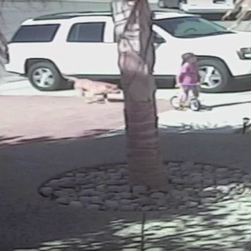 Heroic cat saves child from shocking dog attack