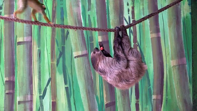 Un singe vole le fruit d'un paresseux