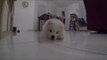 Super Cute Samoyed Pup Tries to Bite Own Tail