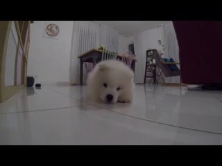 Super Cute Samoyed Pup Tries to Bite Own Tail