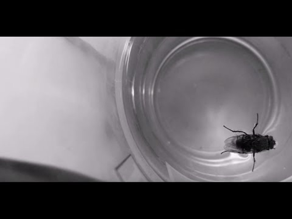 Fly Heroically Rescued From Glass of Water