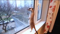 Funny cats, funny dogs, cute animals - Animal Compilation May 2016 - Funny Berry Animals #67