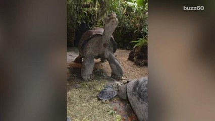 A Tortoise Becomes World's Oldest Mother at 80