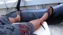 Accident de peche : il se fait transpercer la jambe par un marlin