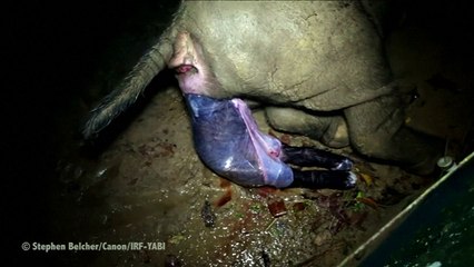 Rare Sumatran rhino born in Indonesia