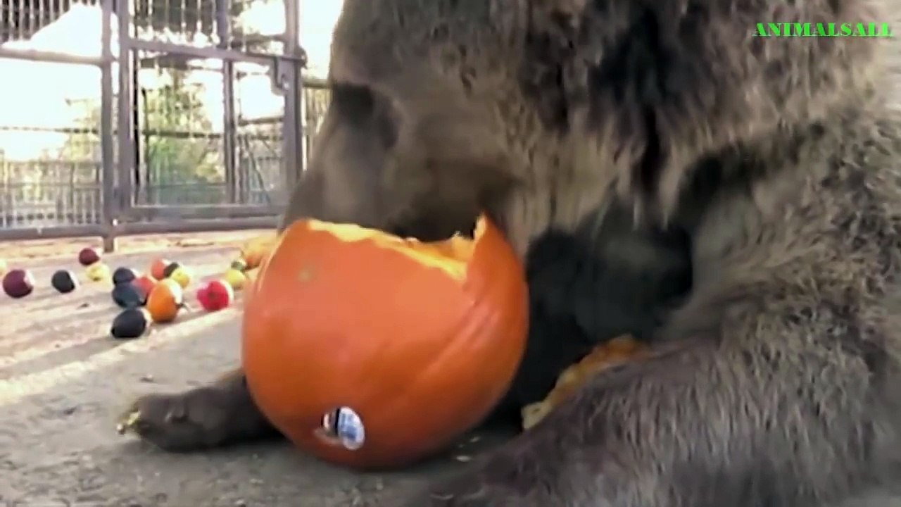 AMAZING Baboons Save Deer From Leopard - Hyena Help Deer, Bear Saves Crow