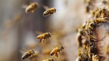 250,000 Bees Welcome to Stay at San Francisco Hotels