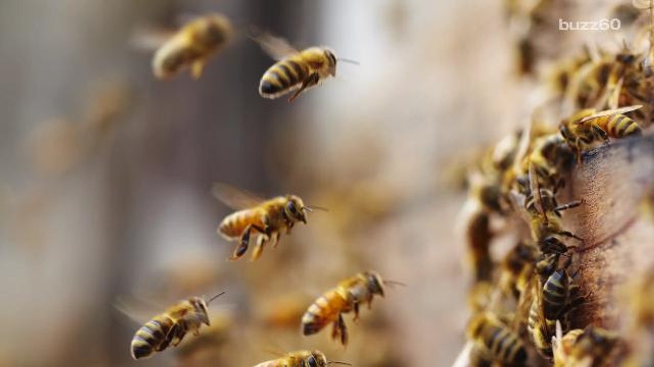 250,000 Bees Welcome to Stay at San Francisco Hotels