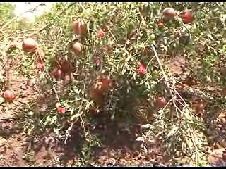 Rajkot Dhoraji Vadodar Pomegranate Farming Demonstarted
