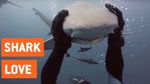 Scuba Diver and Shark Are Best Friends | Shark Love