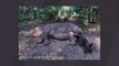 Rare Sumatran Rhino Born At Indonesian Sanctuary