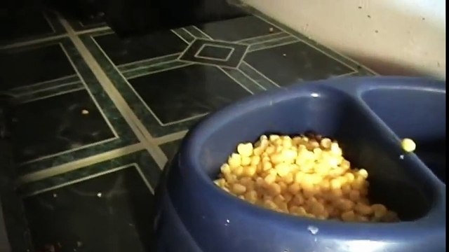 Talking Kitty Cat 18 - No Kitty Food