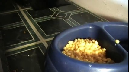 Talking Kitty Cat 18 - No Kitty Food
