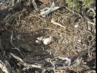 naissance oiseau balbuzard