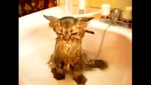 Funny Crazy Cats Playing in Water & Taking Baths - Funny Kitty Cats, Funny Pets, Funniest Animals