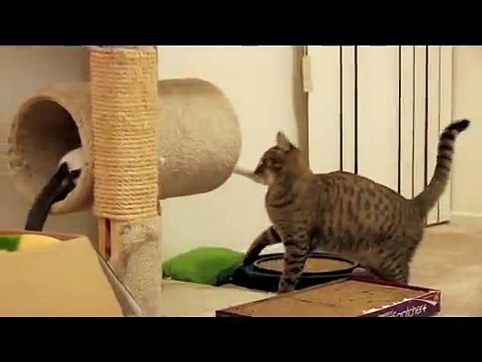 How To Annoy Your Mean Kitty 2