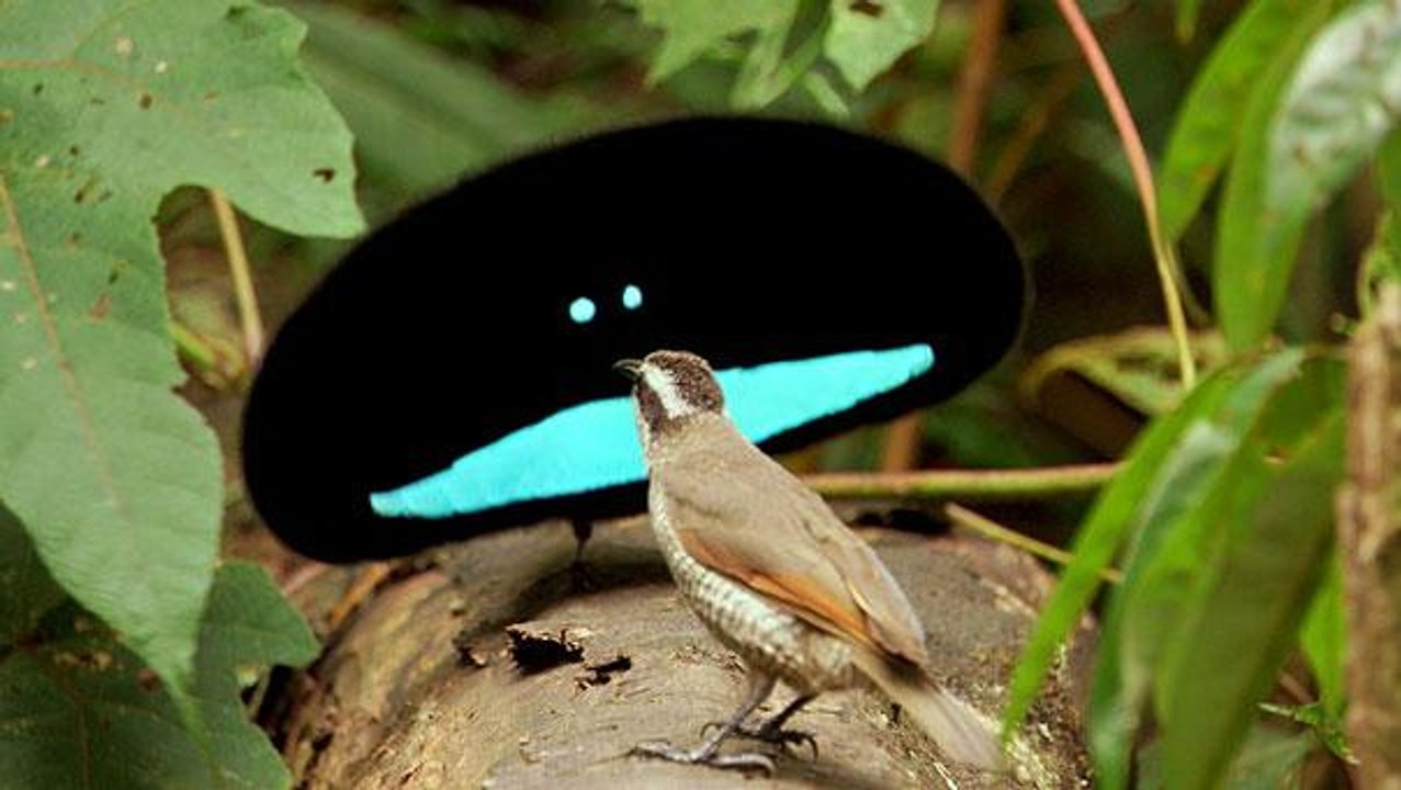 Paradisier