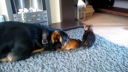 Este cão a implorar a atenção do gatinho é uma ternura