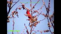 Cardinal rouge 2/Northern Cardinal