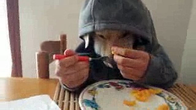 Dog Eating Like Human - Funny Video