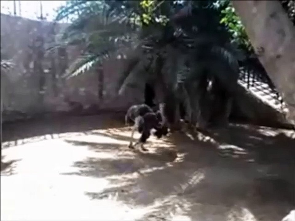 النعامة الافريقية