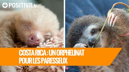 Costa Rica : un orphelinat pour les paresseux