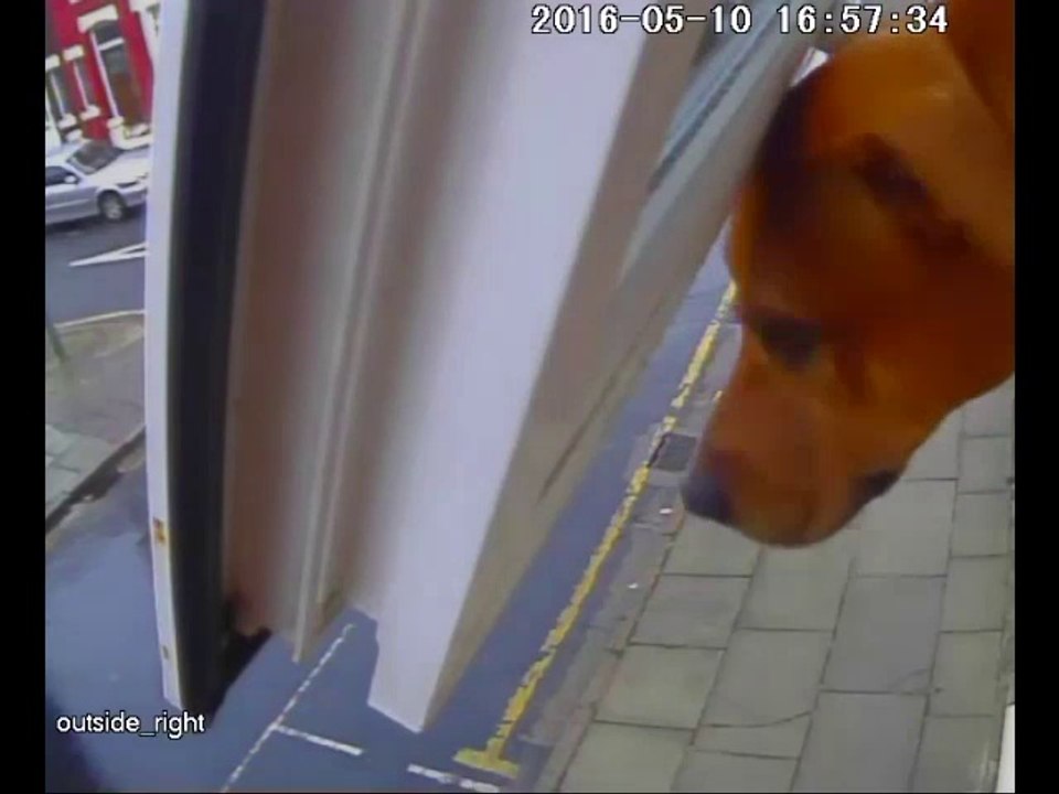 Oscar Superdog - Escapes & Jumps from 1st Story Window