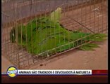 Conheça o Cetas, Centro de Triagem de Animais Silvestres