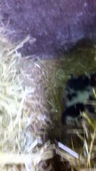 cat we attempted protecting her cubs