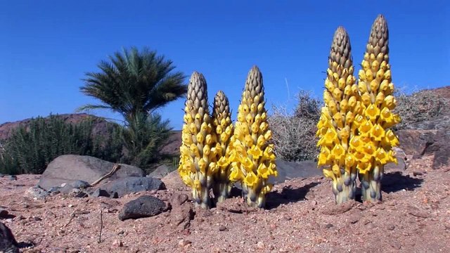 touareg music (desert arts) beauty/ algeria/ tassili/ africa