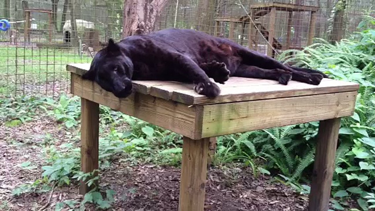 Big Cat Rescue - Jumanji Black Leopard At Big Cat Rescue
