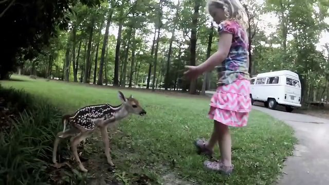 José Luis Colmenter: Ciervo y niña se hacen amigos
