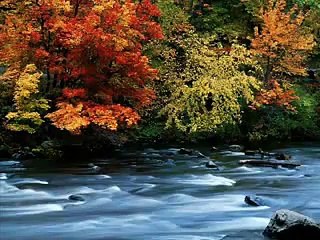 وصف الجنه   ابو انس