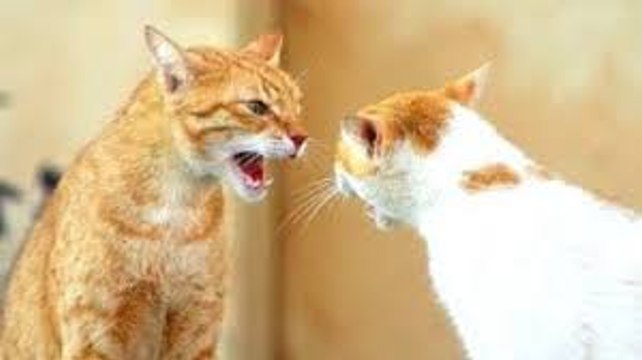 Funny Cats Arguing - Cats Talking To Each Other Compilation NEW HD