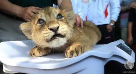 Lion Cubs - A Cute And Funny Big Cats Compilation -- NEW HD
