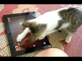 Most Funny Cats And Dogs Playing Fruit Ninja Compilation 2014