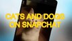Cats and Dogs on Snapchat - Funny and Cute Animal Compilation