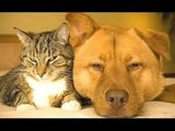 Cats And Dogs Friends Forever Compilation -- NEW HD