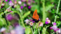 Most beautiful creature video - Australian wildlife, animals and bird photography