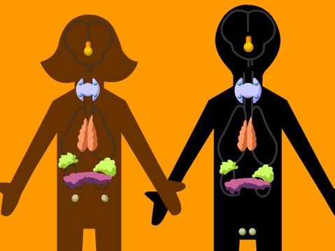 The endocrine system(a brief overview of each endocrine gland)