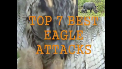 Đại Bàng tấn công Hổ, Sư Tử, Rắn Hổ Mang, Kangruru, Sói, Con Người - Đại Bàng tấn công