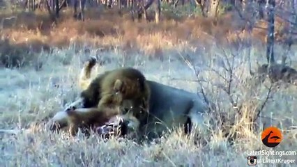 Buffaloes attack lion in forest