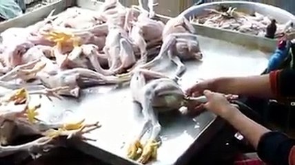 Ayam Ini Diberi Suntikan Biar Kelihatan Besar
