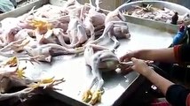 Ayam Ini Diberi Suntikan Biar Kelihatan Besar